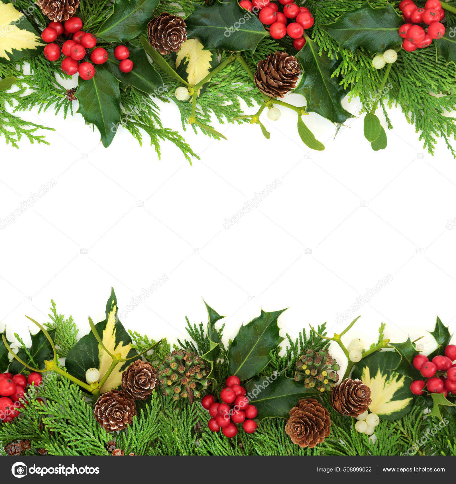 Winter Greenery Solstice Christmas New Year Background Border Holly Cedar  Stock Photo by ©marilyna 508099022
