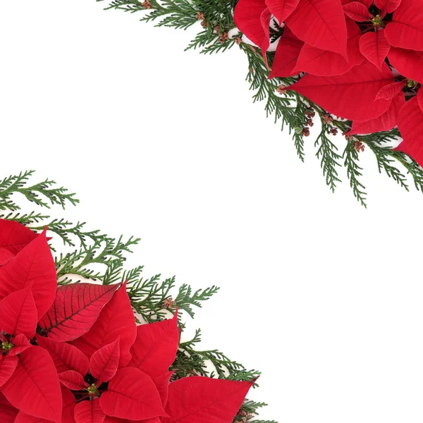 Poinsettia άνθινο πλαίσιο — Φωτογραφία Αρχείου