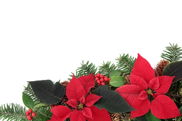 Červená vánoční hvězda Květinový okraj — Stock fotografie