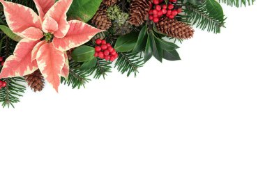 Atatürk çiçeği çiçek sınır