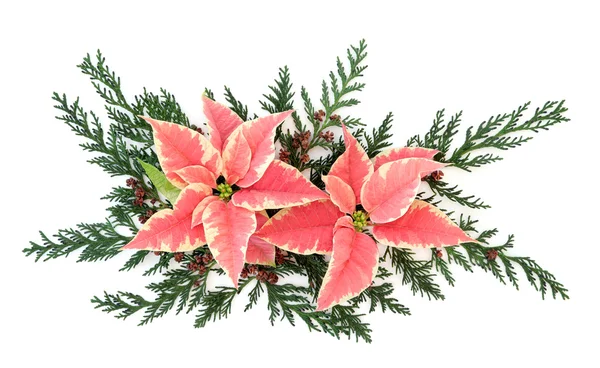 Poinsettia Flor Decoração — Fotografia de Stock