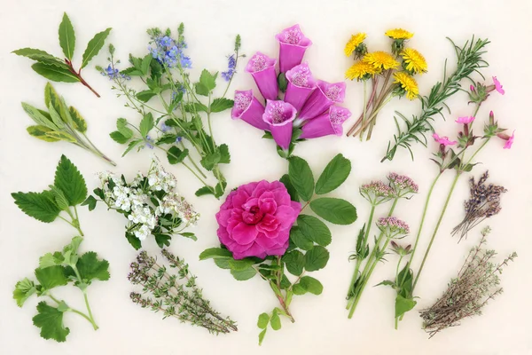 Natuurgeneeskundige kruiden en bloemen — Stockfoto