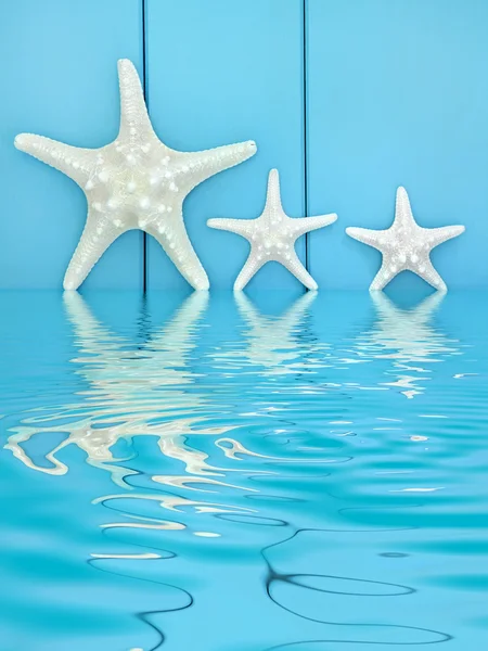 Морська зірка реферат — стокове фото
