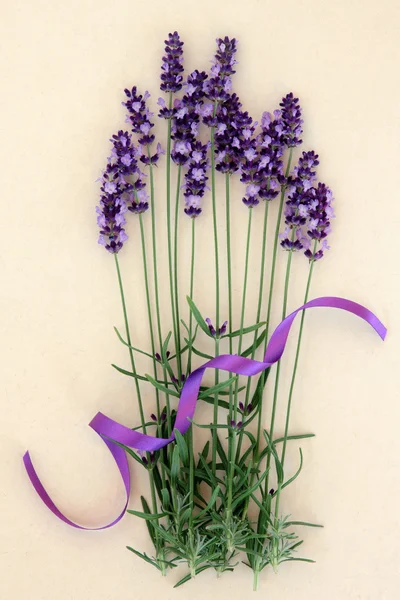 Λεβάντα βότανο λουλούδια — Φωτογραφία Αρχείου