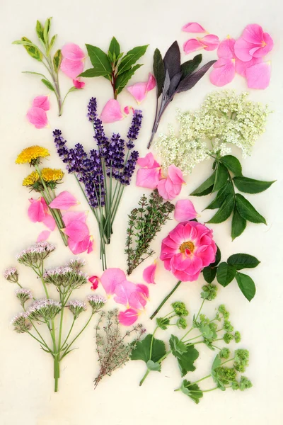 Heilkräuter und Blumen — Stockfoto