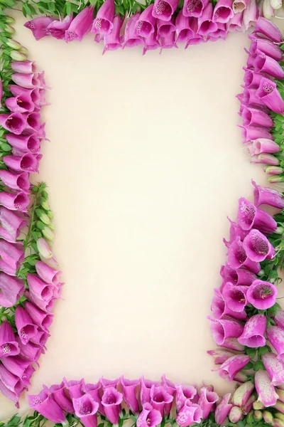 Foxglove Flower Border — Stock Photo, Image