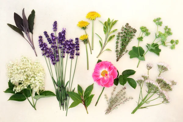 Healing Herbs and Flowers — Stock Photo, Image