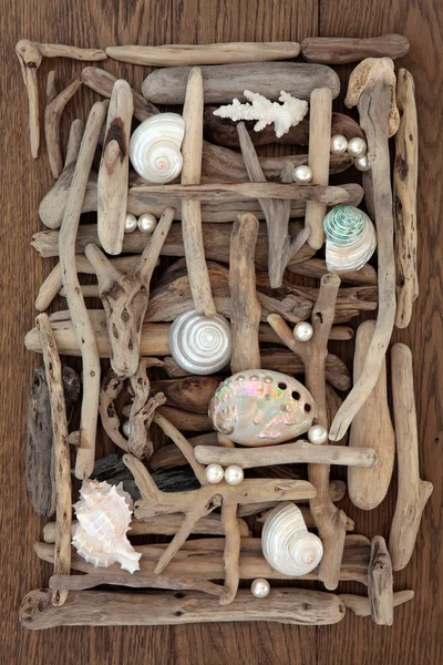 海贝壳和浮木美 — 图库照片