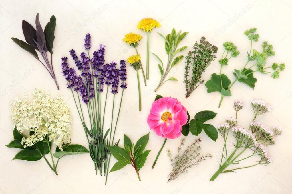 Healing Herbs and Flowers