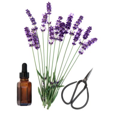 Lavender Herb Essence clipart
