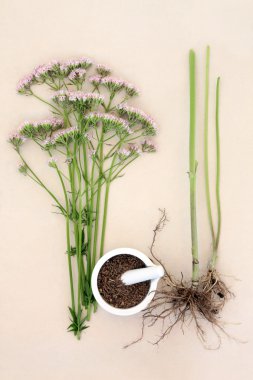 Valerian Herb