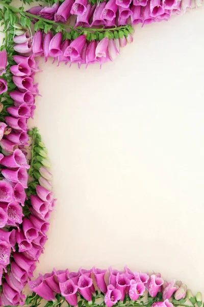 Foxglove Flowers — Stock Photo, Image