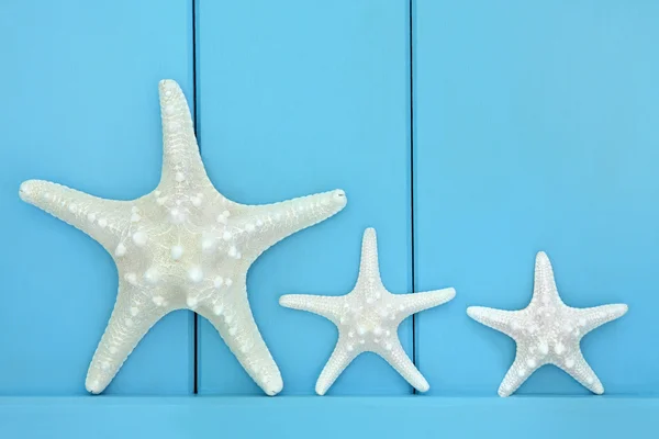 Conchiglie di stelle marine — Foto Stock