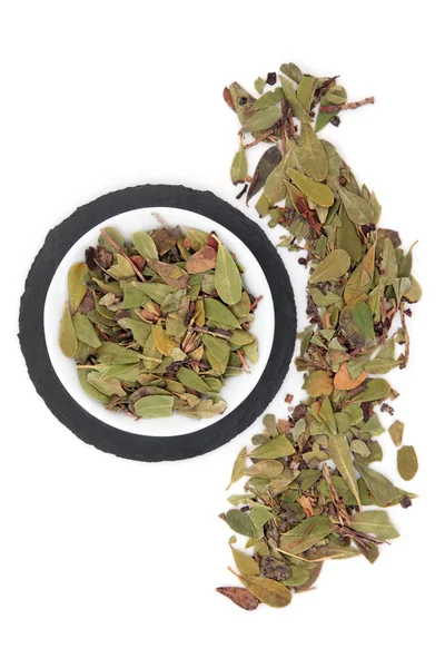 Uva ursi herbal daun sprigs — Stok Foto