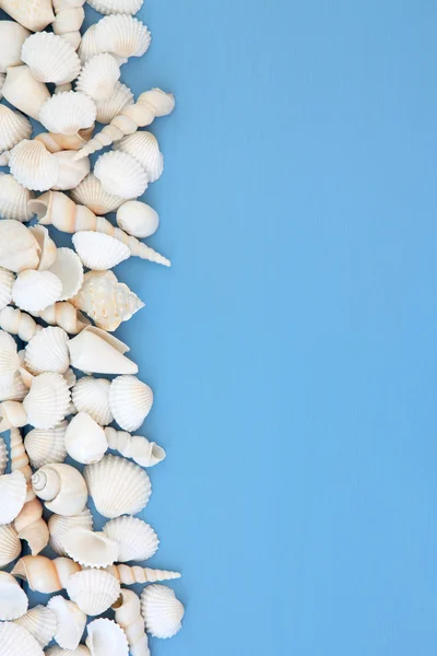 White Shells on Blue — Stock Photo, Image