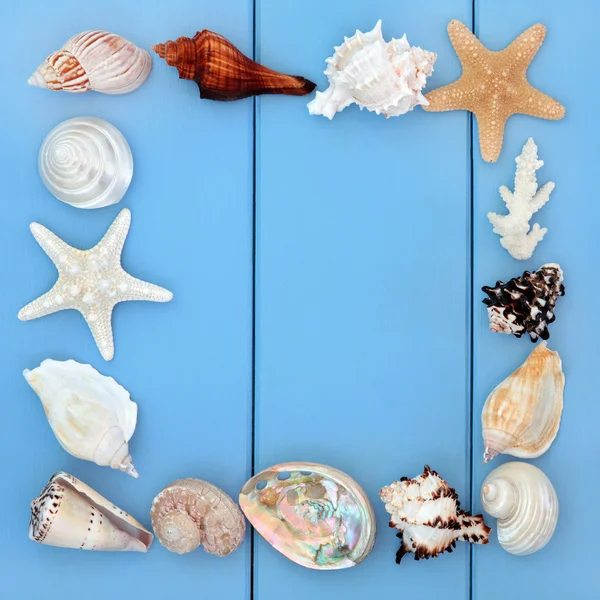 Seashell skönheter — Stockfoto