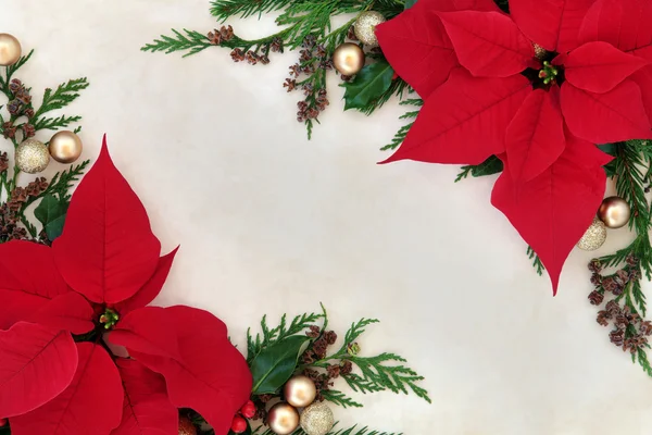 Poinsettia frontière de fleurs — Photo