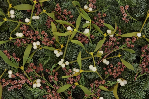 Jemioła i zieleni zimą — Zdjęcie stockowe