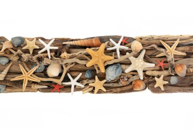 Beyaz üzerine deniz kabuğu sürüklenen taşra sanatı kırsal doğal tasarım afişi. Deniz kabuğu ve yıpranmış ahşap doğal tasarım. Sahil dekorasyonu.