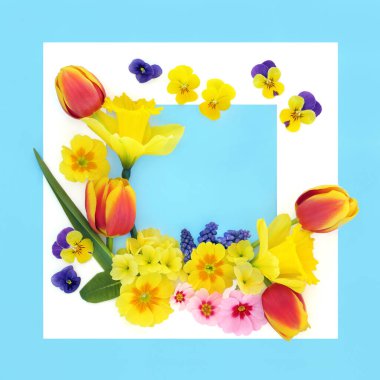 Mavi arkaplanda güzel bir bahar çiçeği arkaplan düzenleme sınırı, beyaz kare çerçeve. Tebrik kartı için bahar mevsiminin neşeli doğa sembolleri..