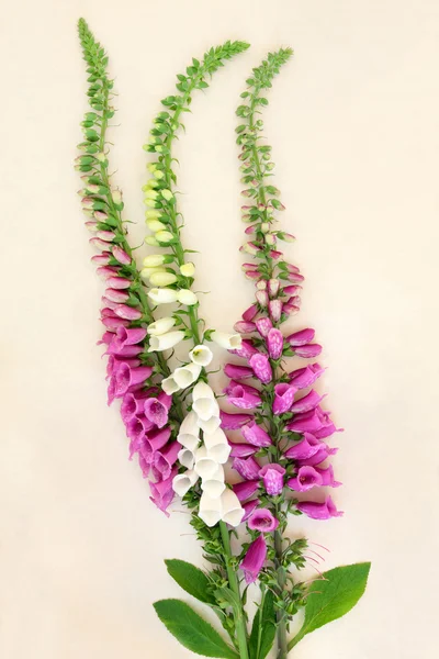 White anFoxglove Flowers — Stock Photo, Image