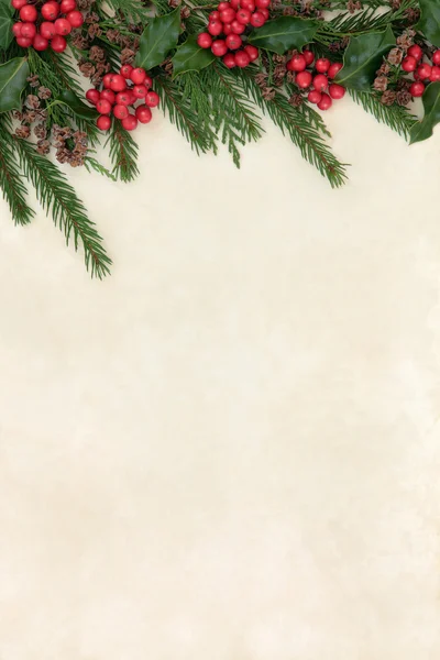 Holly and Fir Border — Stock Photo, Image