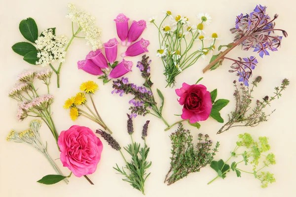 Herbes médicinales et fleurs — Photo