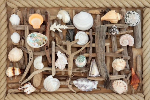 Driftwood and Sea Shell Résumé — Photo