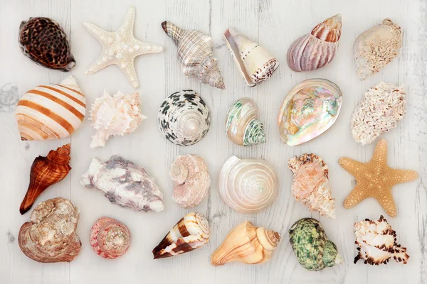Bela seleção Seashell — Fotografia de Stock