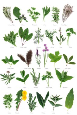 Large Herb Selection clipart