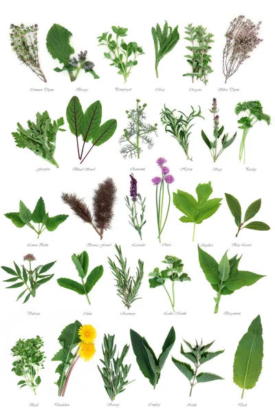 Large Herb Selection — Stock Photo, Image