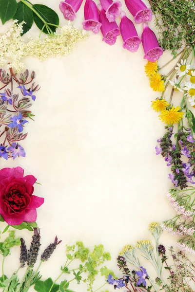 野生花卉和中草药 — 图库照片