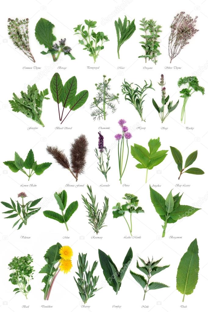 Large Herb Selection
