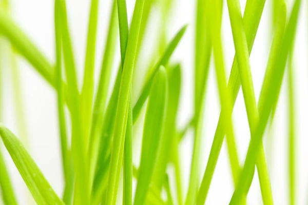 Green grass background — Stock Photo, Image