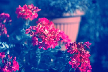 Sardunya çiçeği vintage