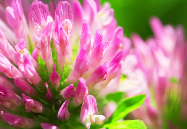 Kleeblumen-Makro — Stockfoto