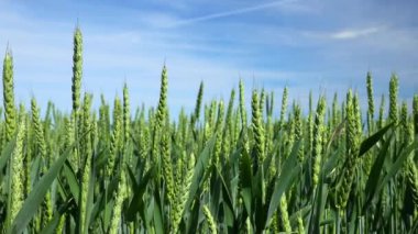 Yeşil buğday tarlası 