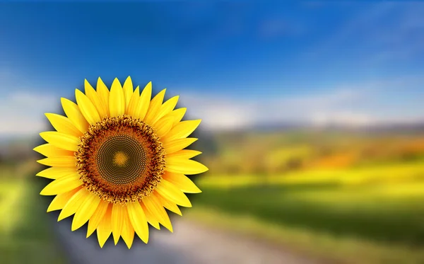 Літній пейзаж з соняшником — стоковий вектор