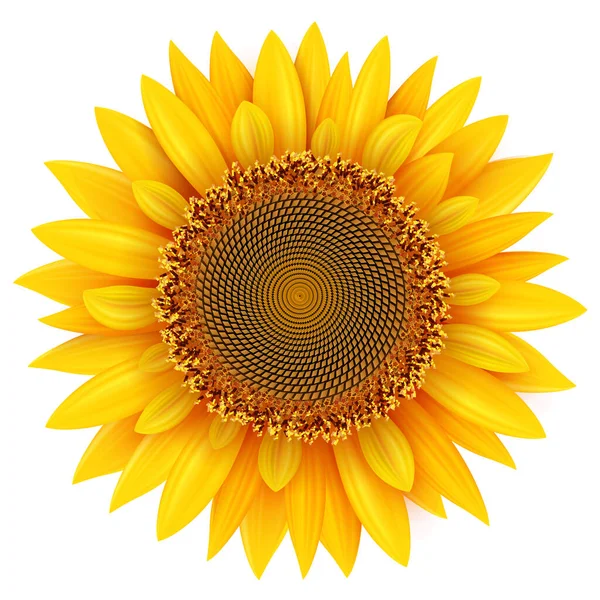 Bunga Matahari Diisolasi Realistis Kuning Bunga Musim Panas Vektor Ilustrasi - Stok Vektor