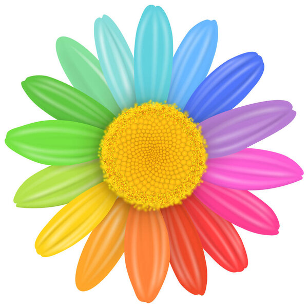 Daisy flower isolated, vector illustration.