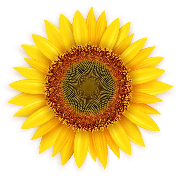 Girasol Flor Verano Amarillo Vector Ilustración — Archivo Imágenes Vectoriales