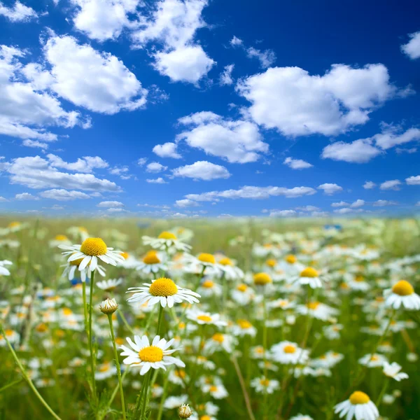 Campo de flores — Fotografia de Stock