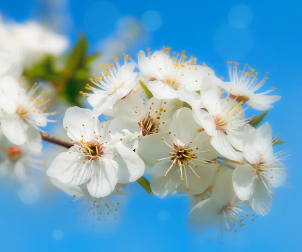 Spring flowers background — Stock Photo, Image