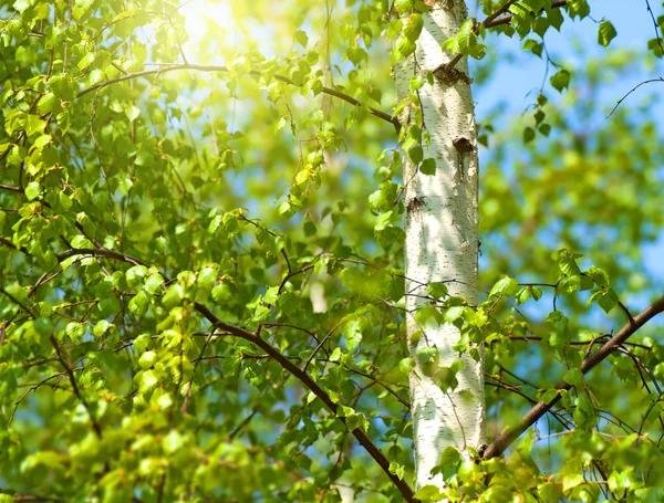 Feuilles de printemps vert — Photo