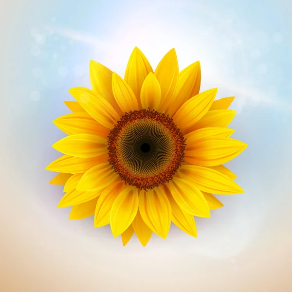 Flower Background