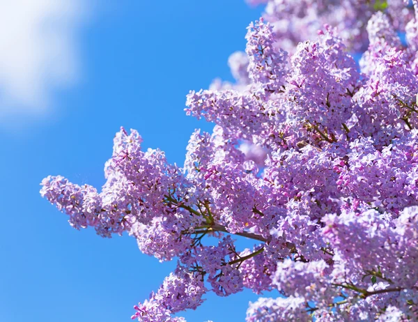 Lila blommor — Stockfoto