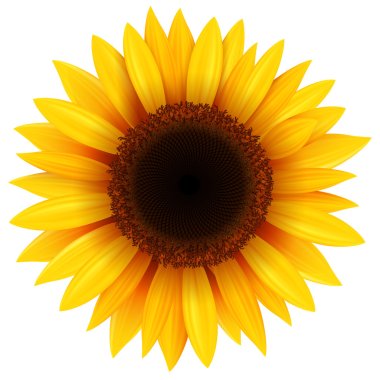 sunflower free vector eps, cdr, ai, svg vector illustration graphic art