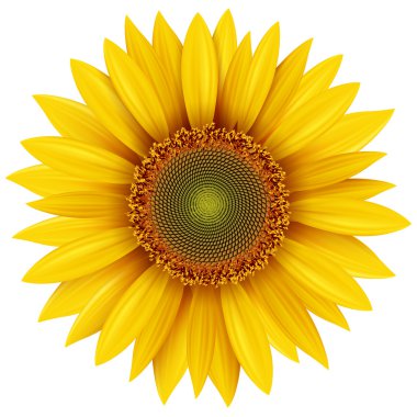 Sunflower clipart