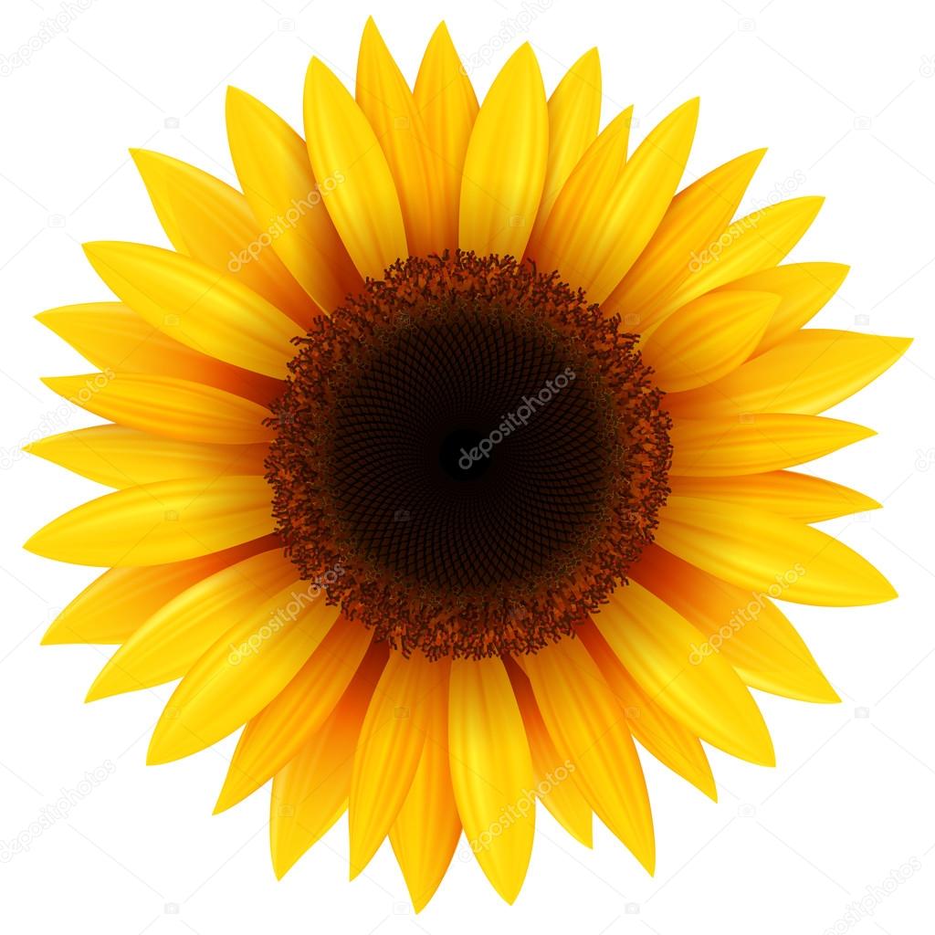 Neal T. Hood-Spritz Depositphotos_81450808-stock-illustration-sunflower