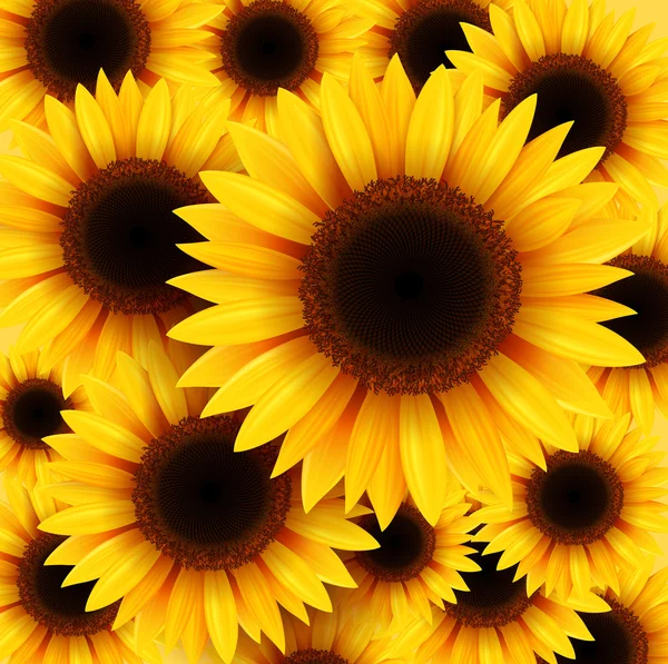 Tournesols fond — Image vectorielle